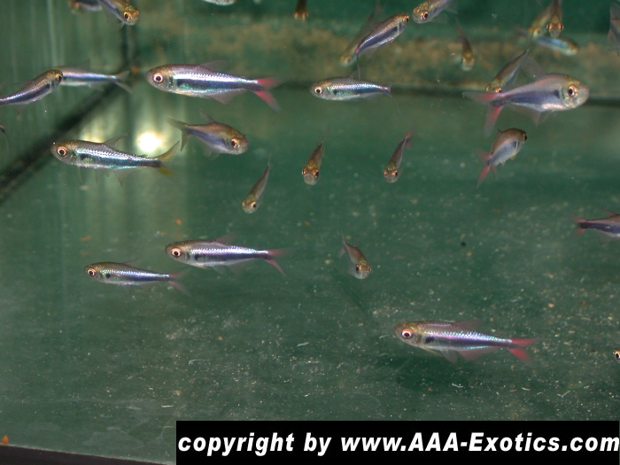 Hyphessobrycon margitae